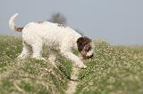 LAGOTTO 097